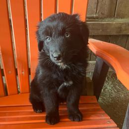 Dolly - Black & white female Australian Shepherd puppy in Whitwell, Tennessee from Owl Hollow Farm