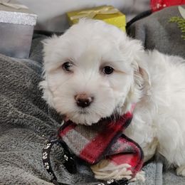 Saxton: OFA and CHIC sire - White male Coton de Tulear puppy in Westfield, North Carolina from Legacy Pets