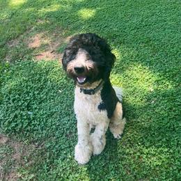Nickolas - Bernedoodle