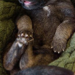 German Shepherd Puppies from Platz German Shepherds