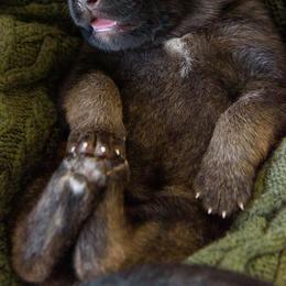 German Shepherd Puppies from Platz German Shepherds