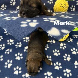 Mark - Charcoal male Lhasa Apso puppy in Cincinnati, Ohio from Shangri-La Lhasa Apsos