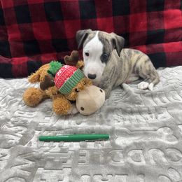 Boy 3 - Fawn brindle male Whippet puppy in Chatfield, Minnesota from Devlynn Whippets