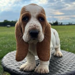 Dixie - Red and white female Basset Hound puppy in Richmond, Kentucky from Walters Hollow Hounds