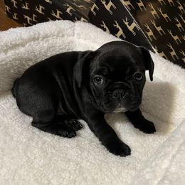 French Bulldog and Golden Retriever Puppies from KY Doodle Bears LLC