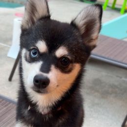 Zena - Alaskan Klee Kai