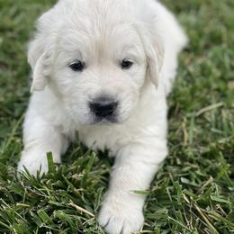 Golden Retriever Puppies from Feather Fletched English Goldens