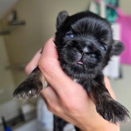 Danny - Black and tan male Shih Tzu puppy in Lancaster, Ohio from Wandering Tzu