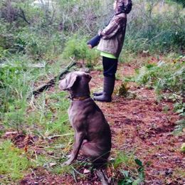 Weimaraners from Timberdoodle Weimaraners