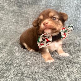 Winchester - Chocolate and white male Chihuahua puppy in Seneca, Missouri from Stephanie’s Puppy Colony