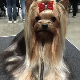 Yorkshire Terriers from All Yorkie