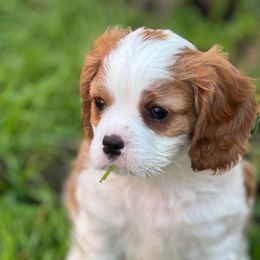 Cavalier King Charles Spaniels from DD’s Adorable Cavaliers