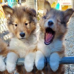 Collies from Special Collies