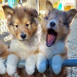 Collies from Special Collies