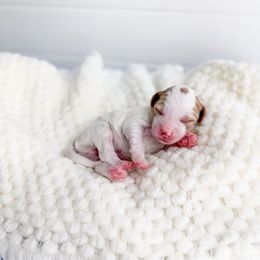 Hailthorn - Parti male Goldendoodle puppy in Greencastle, Indiana from Willow & Co.