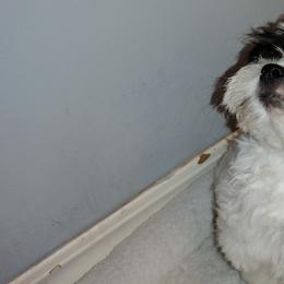 Coton de Tulear Puppies from Coton Country