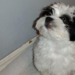 Coton de Tulear Puppies from Coton Country