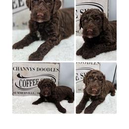 Expresso - Chocolate female Goldendoodle puppy in Summerville, South Carolina from Channys Doodles