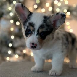 Girl 1 - Blue merle and white American Corgi puppy in Willcox, Arizona from C spear Corgis