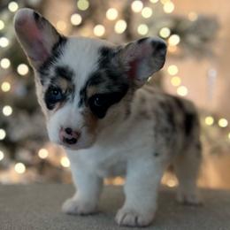 Girl 1 - Blue merle and white American Corgi puppy in Willcox, Arizona from C spear Corgis