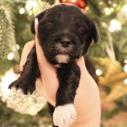 Cockapoo Puppies from Darling Doodles