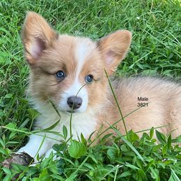 Green collar - White and fawn male Pembroke Welsh Corgi puppy in Port Republic, Maryland from Bestfurends