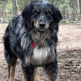 Lucy - Australian Shepherd
