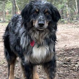 Lucy - Australian Shepherd