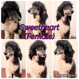 Sweetheart - Parti female Poodle puppy in League City, Texas from Chauffeured Poodles