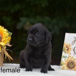 Female pups (generalized as we have second and third picks remaining) - Black female Labrador Retriever puppy in Halifax, Virginia from Oakborn Kennels