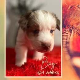 Bay - Miniature American Shepherd puppy from Soul Stone Kennels