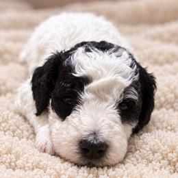 Olive - Parti female Goldendoodle puppy in Pittsburg, Texas from Grace Springs Goldendoodles