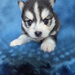 Duke - Black and white male Pomsky puppy in Mc Callsburg, Iowa from SZ Rolling Acres LLC