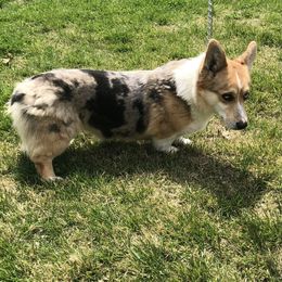 American Corgi and Pembroke Welsh Corgi All Grown Up from Circle D Corgis