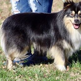 Jack - Miniature Australian Shepherd