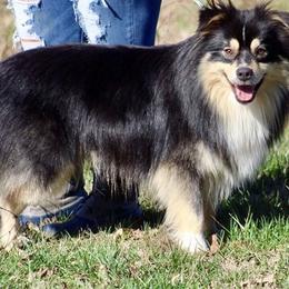 Jack - Miniature Australian Shepherd
