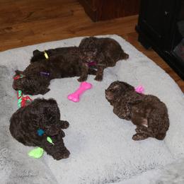 Poodle Puppies from RK'S Pets