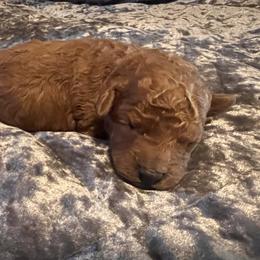 Boy 1 - Red male Cavapoo puppy in Pendleton, Oregon from Columbia Basin Cavapoos