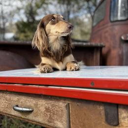 Lester - Dachshund
