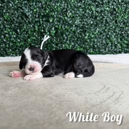 White Boy - Black male Goldendoodle puppy in Modesto, California from Two Doods Doodles