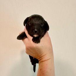 Taj - Black male Cavapoo puppy in Eatonton, Georgia from TNT Puppies