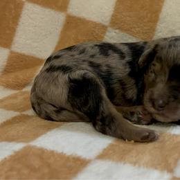 Adam - Blue merle male Bernedoodle puppy in Holden, Missouri from Mid-West Bernedoodles