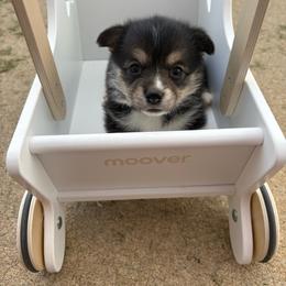 Light blue - Black and tan female Pembroke Welsh Corgi puppy in Abingdon, Virginia from Em-K Kennels