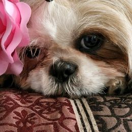 Shih Tzu All Grown Up from Annetta Diaz's Shih Tzus