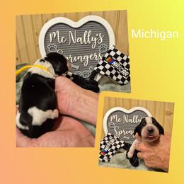 Michigan - Black and white female English Springer Spaniel puppy in Freeland, Michigan from McNally's Springer Spaniels