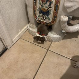 Big Red - Seal and white male Boston Terrier puppy in Red Rock, Arizona from Knucklez Kids