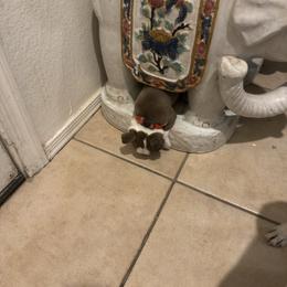 Big Red - Seal and white male Boston Terrier puppy in Red Rock, Arizona from Knucklez Kids