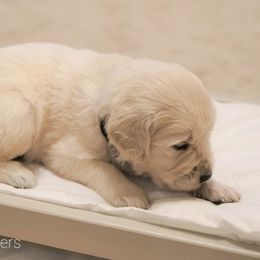 Golden Retrievers from Cannon's Au Retrievers