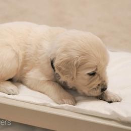 Golden Retrievers from Cannon's Au Retrievers