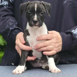 Raven - Black brindle female American Staffordshire Terrier puppy in Kankakee, Illinois from GrinNation Noble Am Staffs
